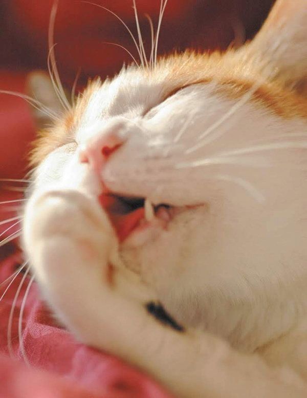 健康／異変のある猫の舌