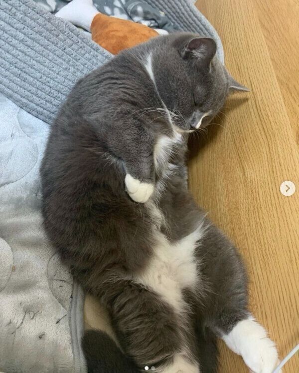 眠るひじきくん