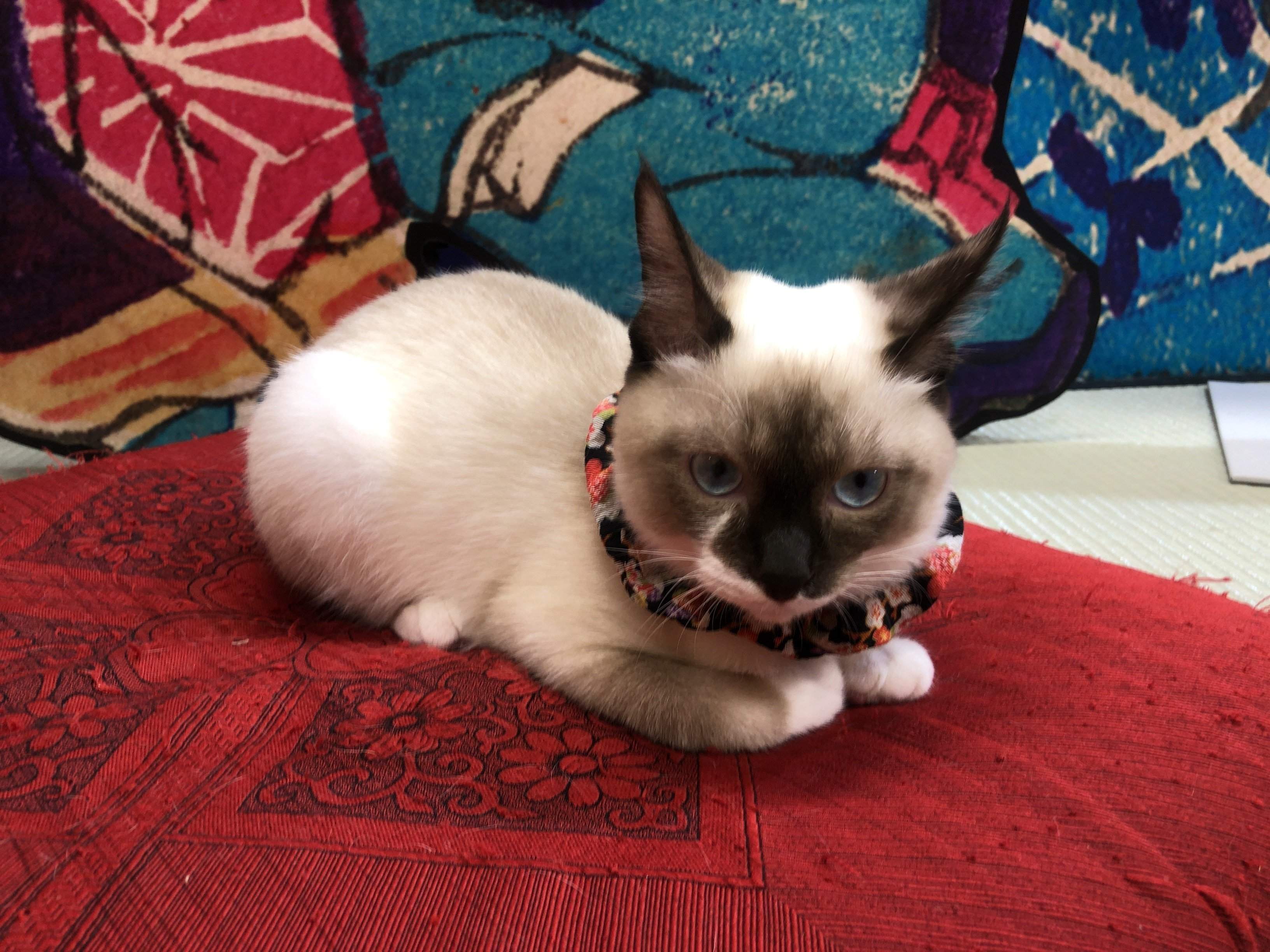 かわいい子猫ちゃん