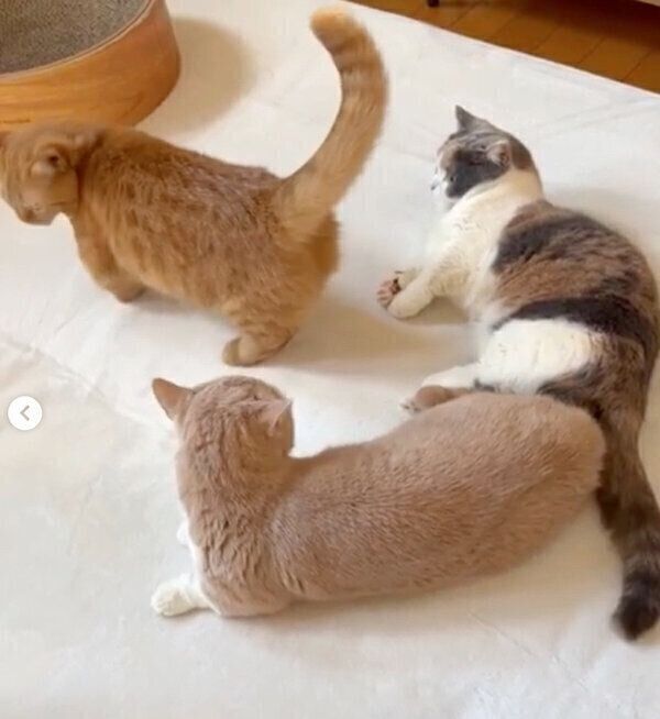 「仲間に入れて」とアピールするココちゃん