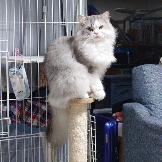 こちらをじっと見るラガマフィン