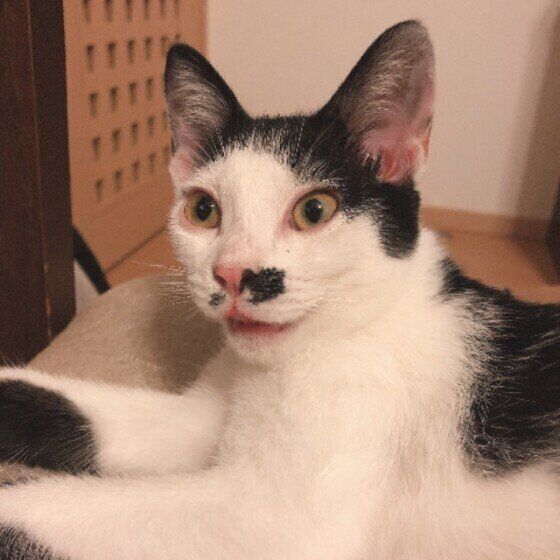  MIX　黒×白 ムーちゃん