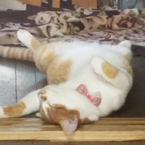 へそ天で眠るぷしゃくん