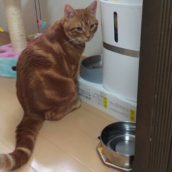 とら　アメリカンショートヘア　食事中