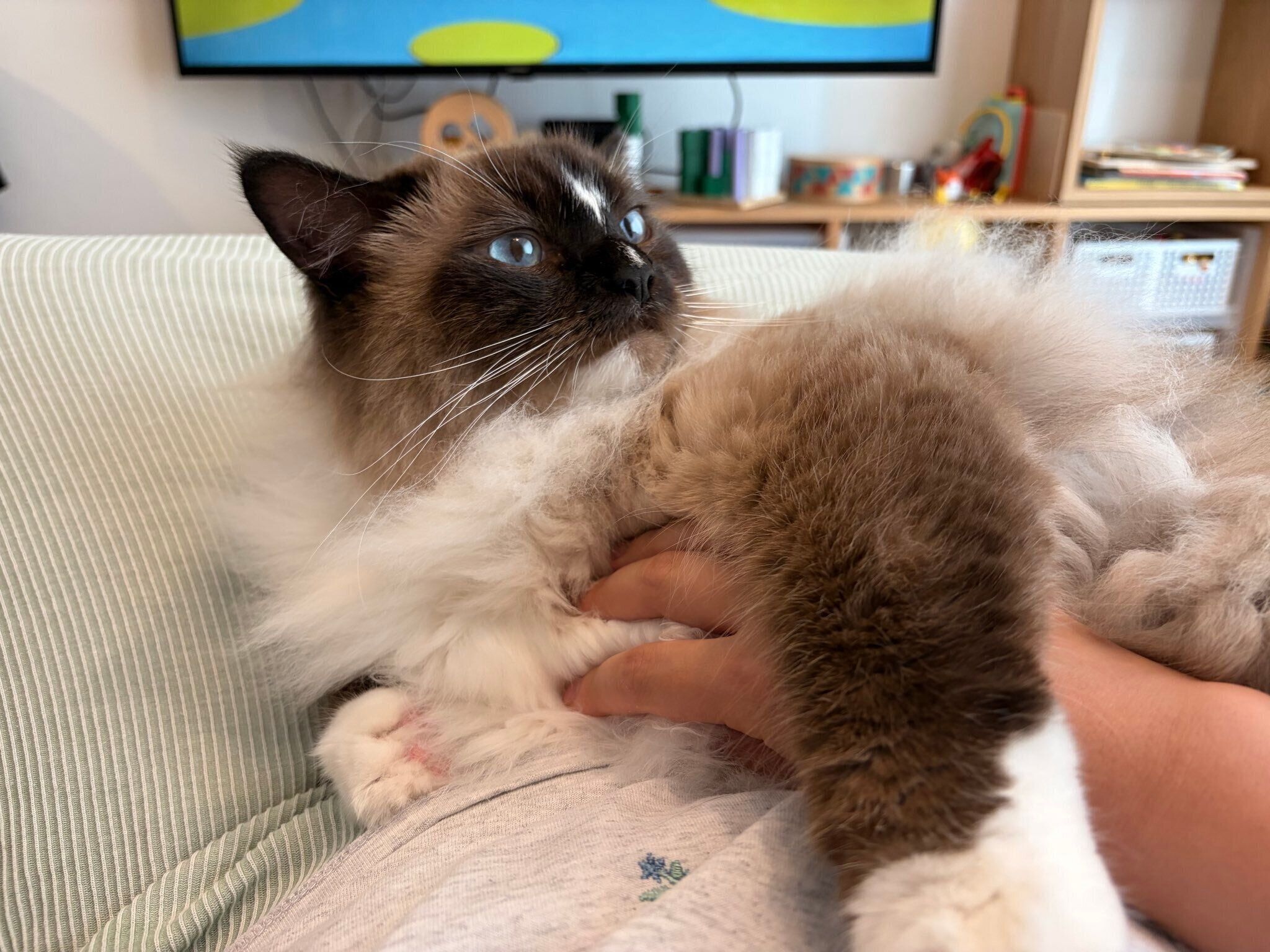 甘えん坊なゆきくん