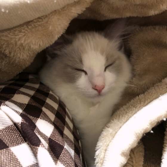 毛布に埋もれるミルちゃん