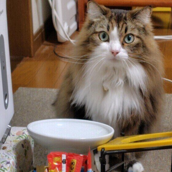 サイベリアンのコハクくん