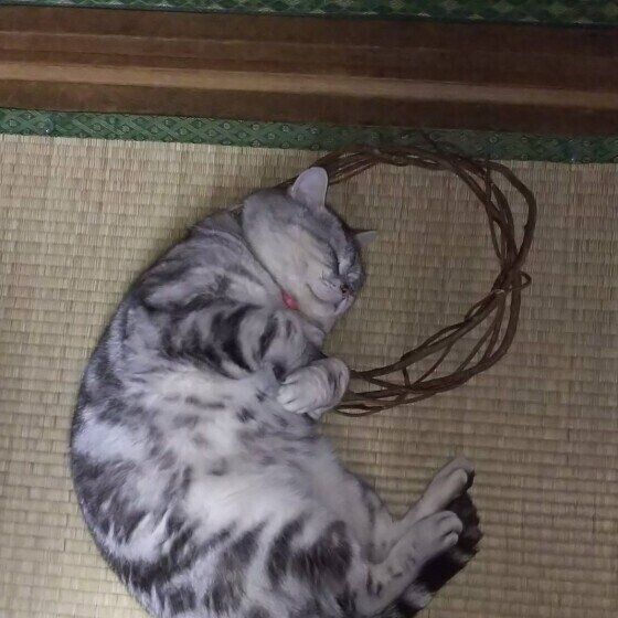 マタタビを枕にして眠るアメリカンショートヘアの駿くん