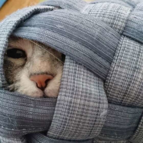 目をのぞかせている猫