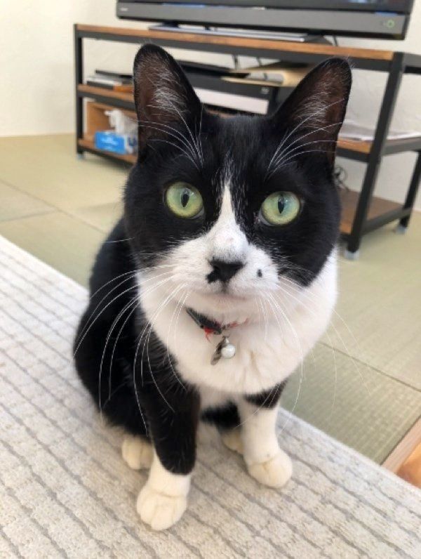 くりっとしたお目めが可愛い猫