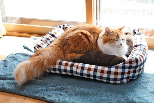 冬ベッドでくつろぐ猫