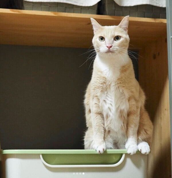 トイレ中のはなちゃん