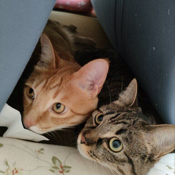 工事に来た人を怖がる猫たち