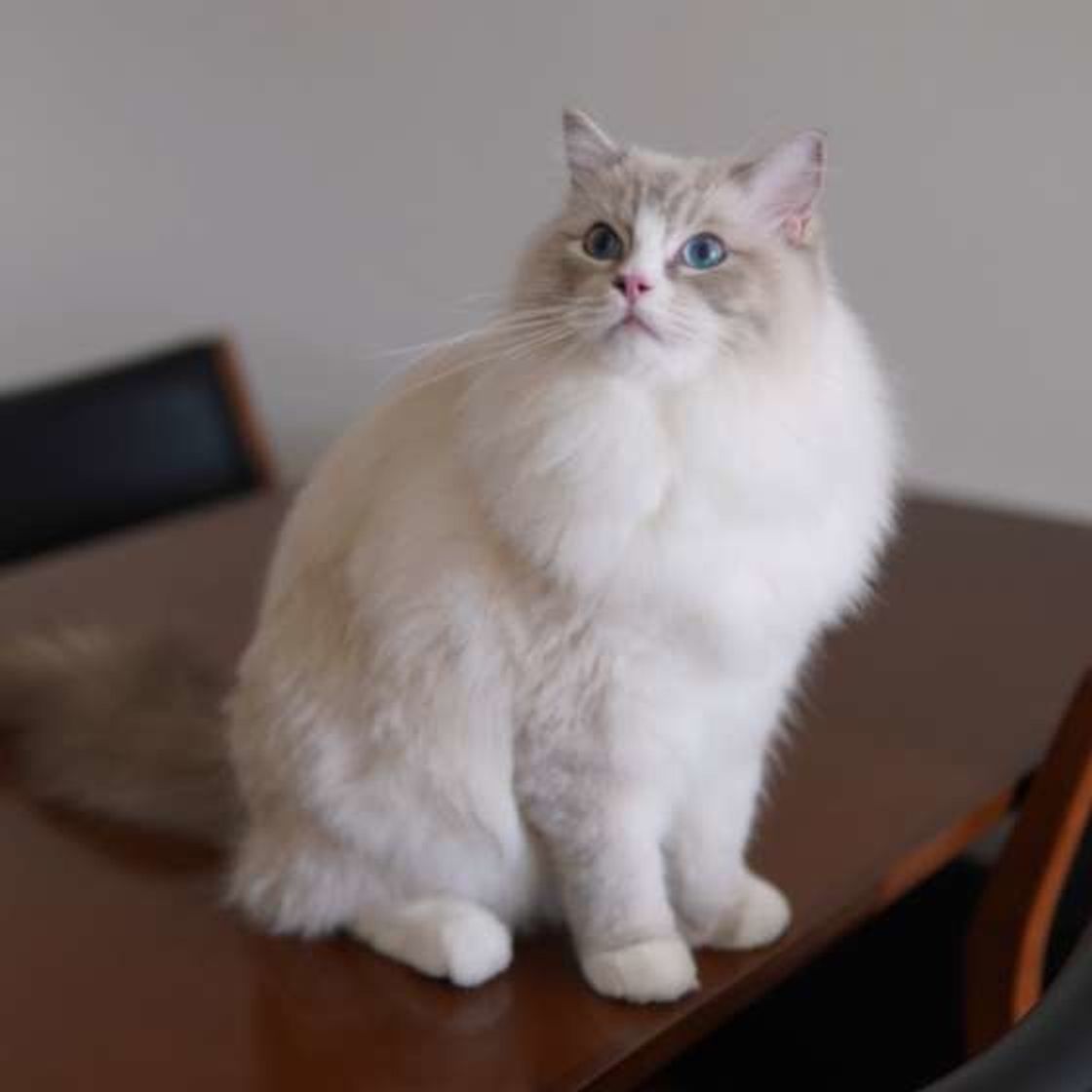 もっと知りたいラグドールの秘密 よく間違われる猫種とも比べてみた ねこのきもちweb Magazine もっと知りたいラグドールの秘密 よく間違われる猫種とも比べてみた ねこのきもちweb Magazine