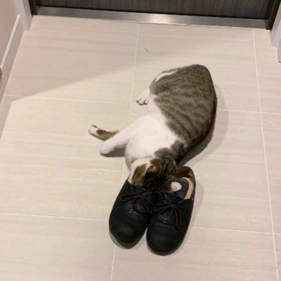 飼い主さんの靴の匂いを嗅ぐジルちゃん