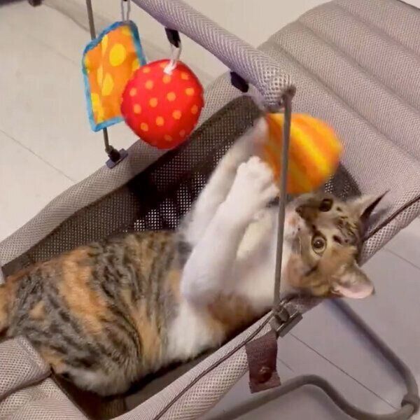 おもちゃで遊んでご満悦な様子のミケちゃん