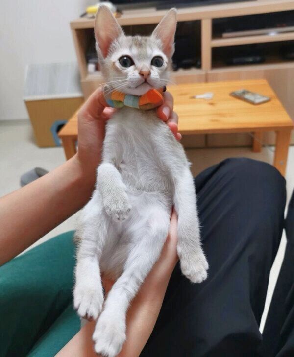 リボンをつけるルルちゃん