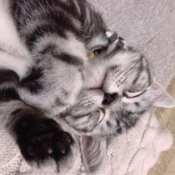 眠るアメリカンショートヘア