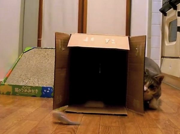 箱の中で遊ぶ猫