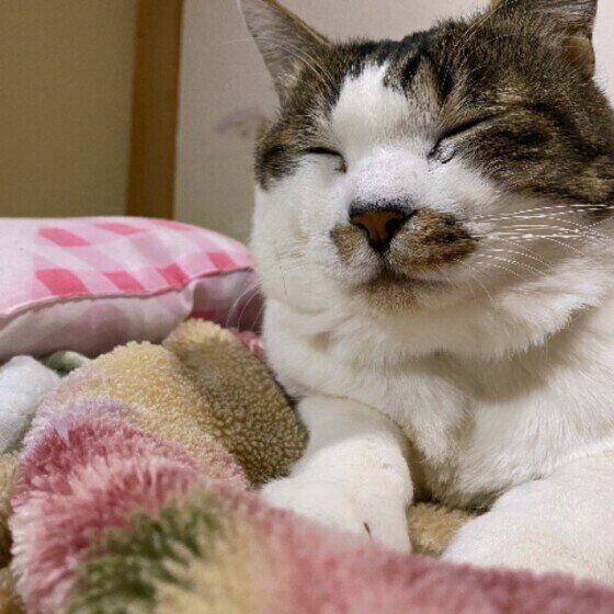 冬仕様のベッドでまったり中の猫