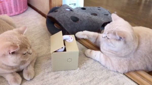 自動貯金箱で遊ぶブリティッシュショートヘア