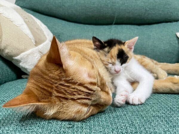 くっついて眠るテトくんと小春ちゃん