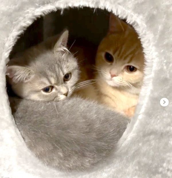 寄り添うあおちゃんとむぎくん