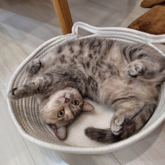 マンチカンのモコちゃん