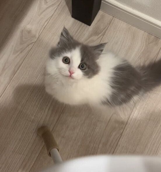 抱っこをおねだりするはおくん
