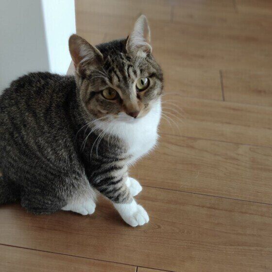 カメラ目線な小春ちゃん