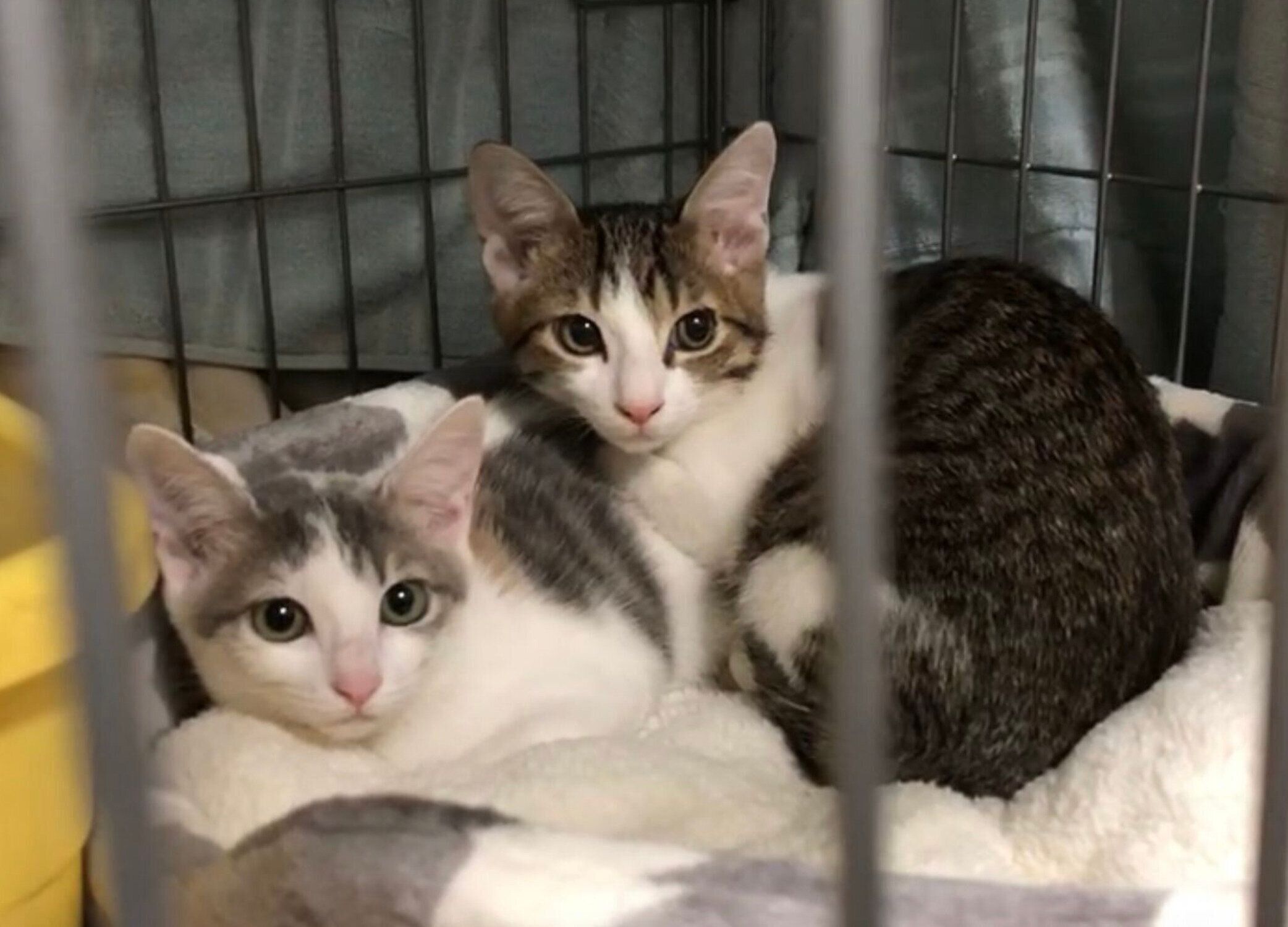 飼い主さんの家に来た当日のしらたまちゃん、くろみつくん