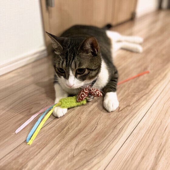 猫じゃらしを抱えるわいくん