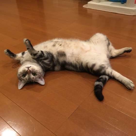 へそ天中のアランちゃん