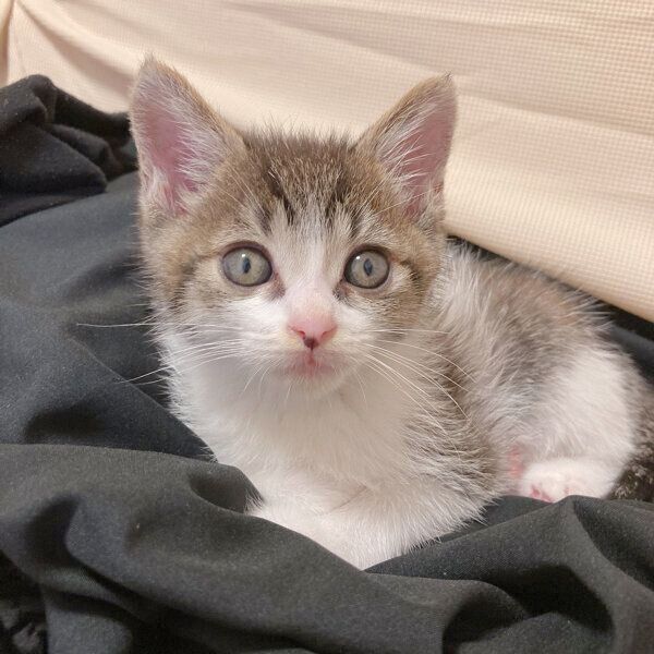 見つめるあめくん