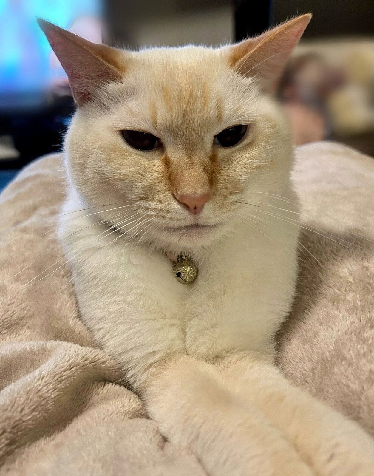 くつろぐ白玉ちゃん