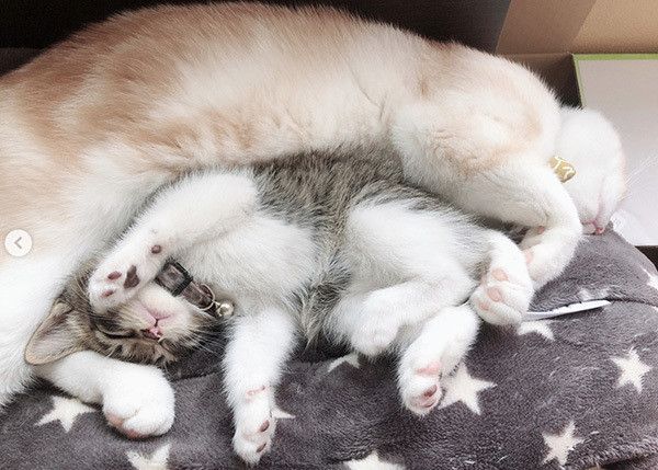 サクラちゃんとミントちゃん