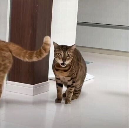 猫のフレーメン反応