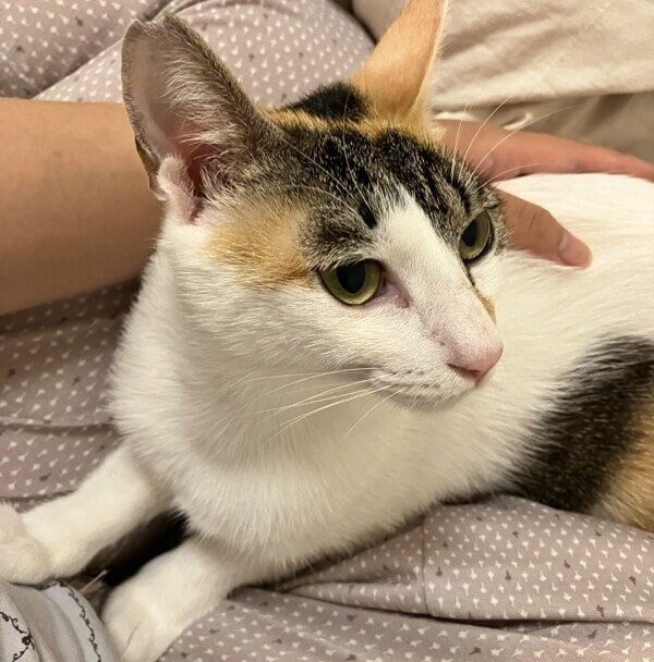 初めて膝に乗ったくるみちゃん