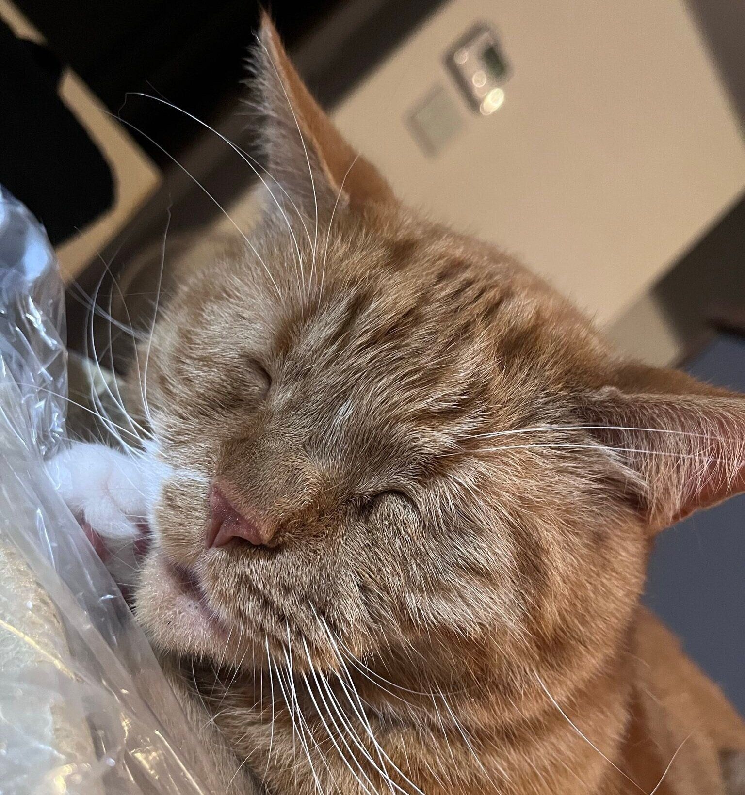 話題になった投稿のめんまくん　目をつぶって眠っている