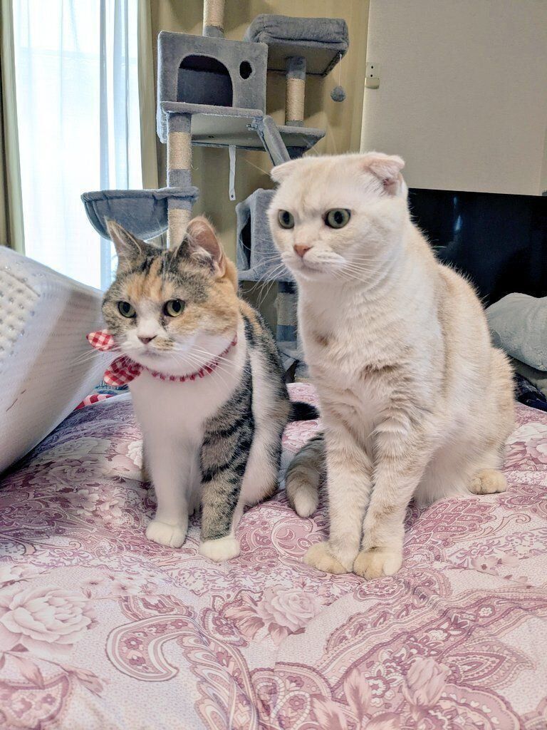 マンチカンとスコティッシュフォールド