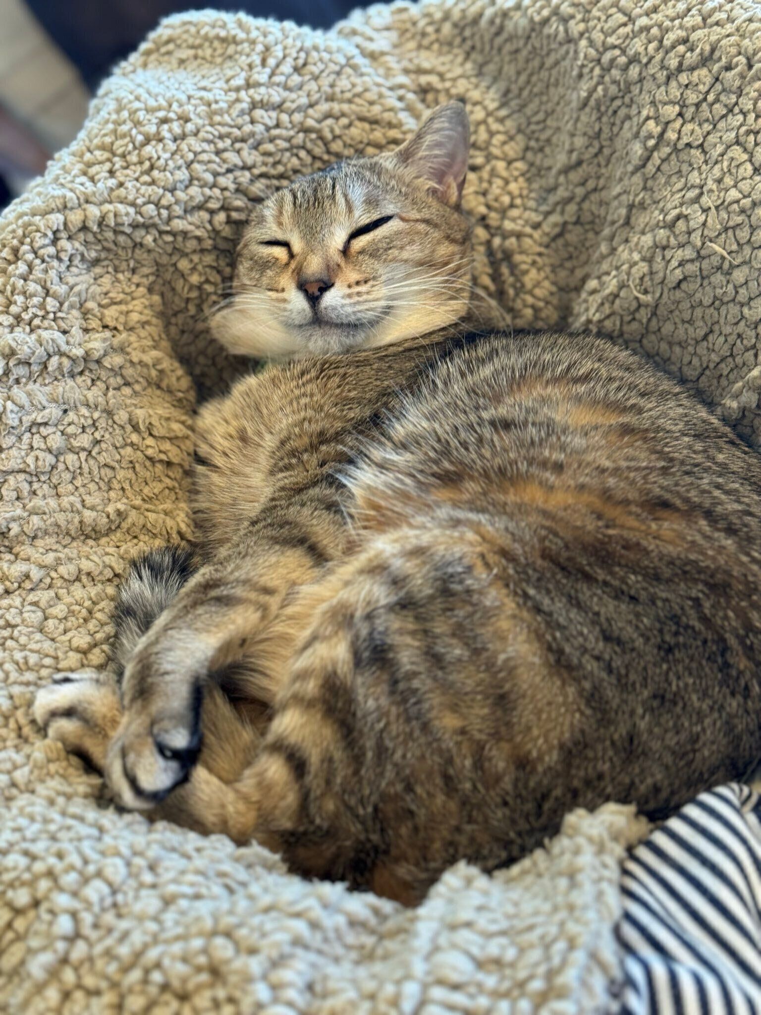 気持ちよさそうに眠るミータンちゃん