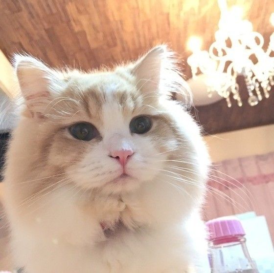 蝶ネクタイをしているラガマフィン