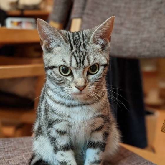 見つめるアメリカンショートヘア