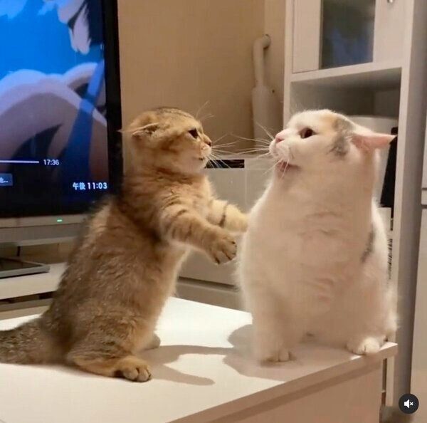 「ポカスカ」とじゃれ合うしらすちゃん、にぼしちゃん