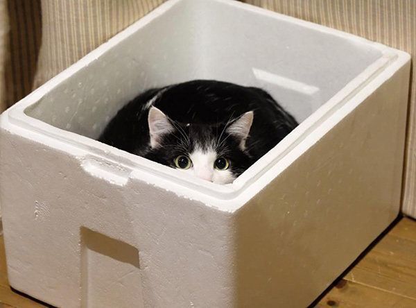 箱に入る猫