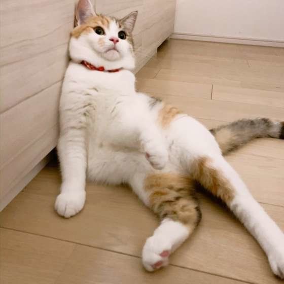 くつろぐマンチカン