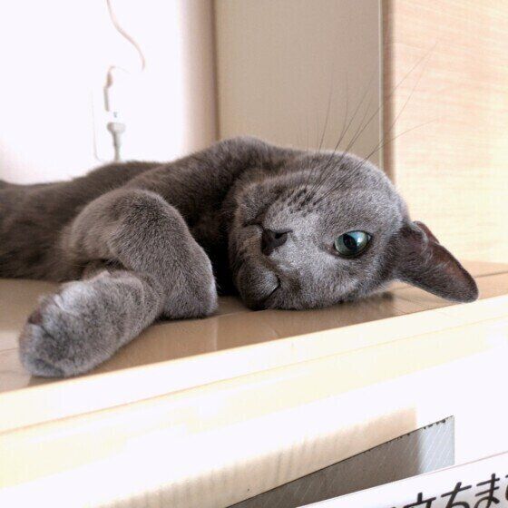 涼しい部屋でくつろぐロシアンブルー