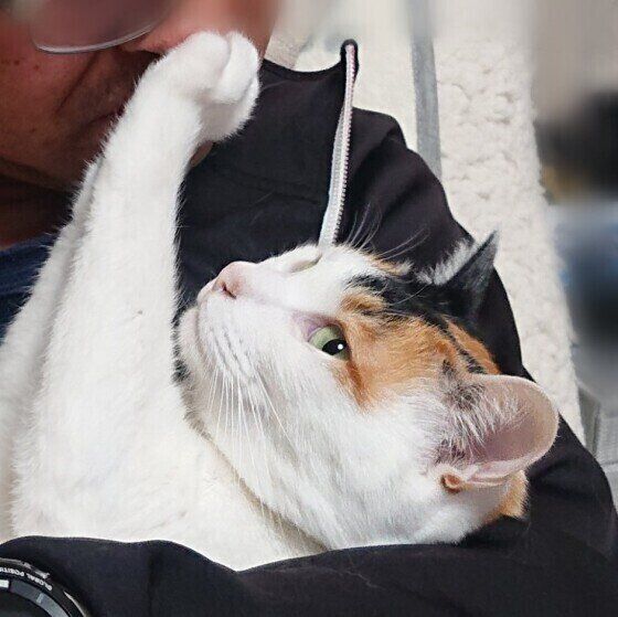 ミケMIXの小梅♀