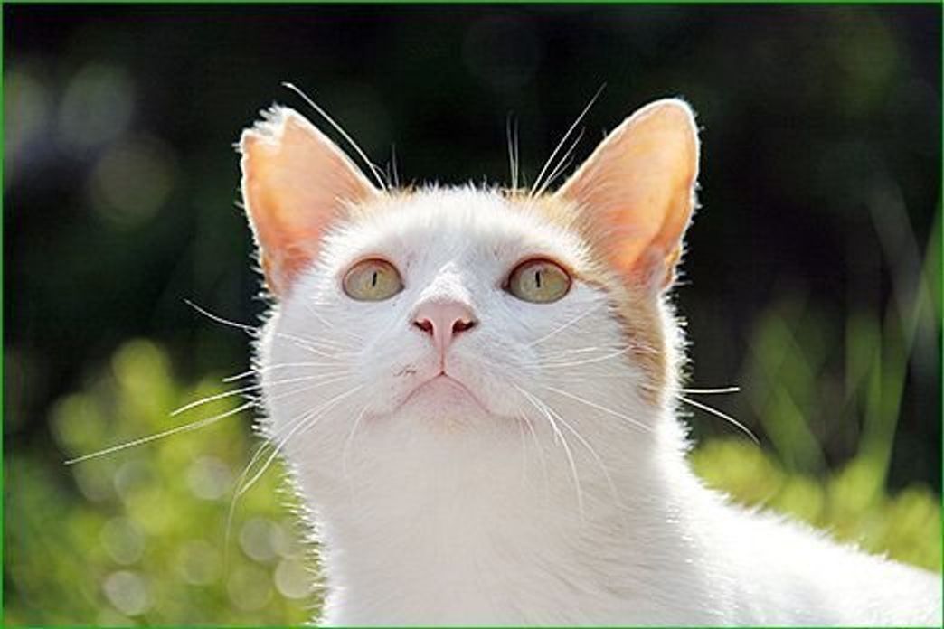 さくらねこ 活動の取組み 犬のこと猫のこと ねこのきもちweb Magazine さくらねこ 活動の取組み 犬のこと猫のこと ねこのきもちweb Magazine