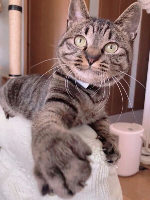 前足を伸ばすアテチちゃん